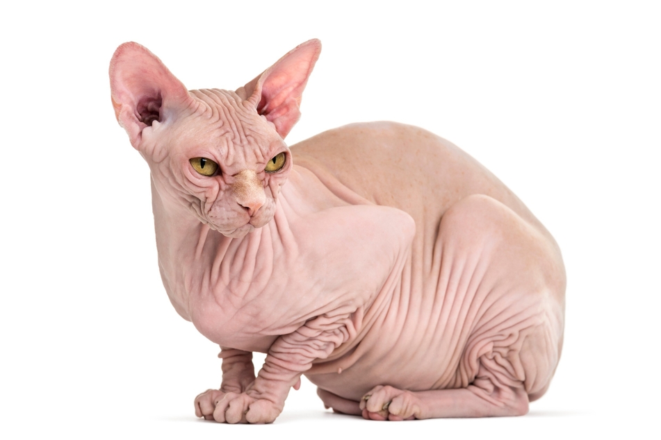 Die hässlichste Katzenrasse ist die Sphynx, doch hinter ihrem haarlosen Körper steckt ein freundliches und intelligentes Wesen.