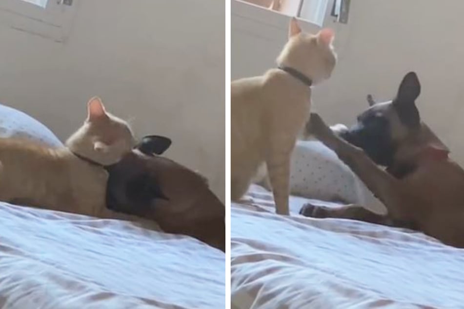 When Coco the dog got sick, Horus the cat began to cuddle and take care of him.