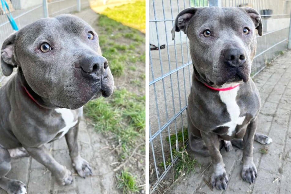 Staffordshire-Terrier Hicks (5) lebt seit rund einem halben Jahr im Tierheim Berlin.