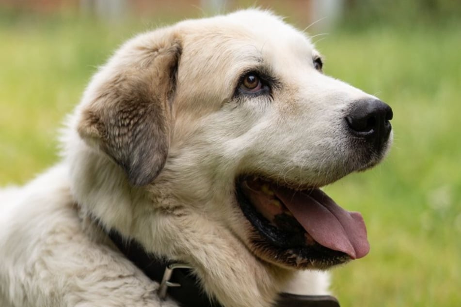 Der Hunde-Opa konnte dem Troisdorfer Tierheim kürzlich den Rücken kehren.