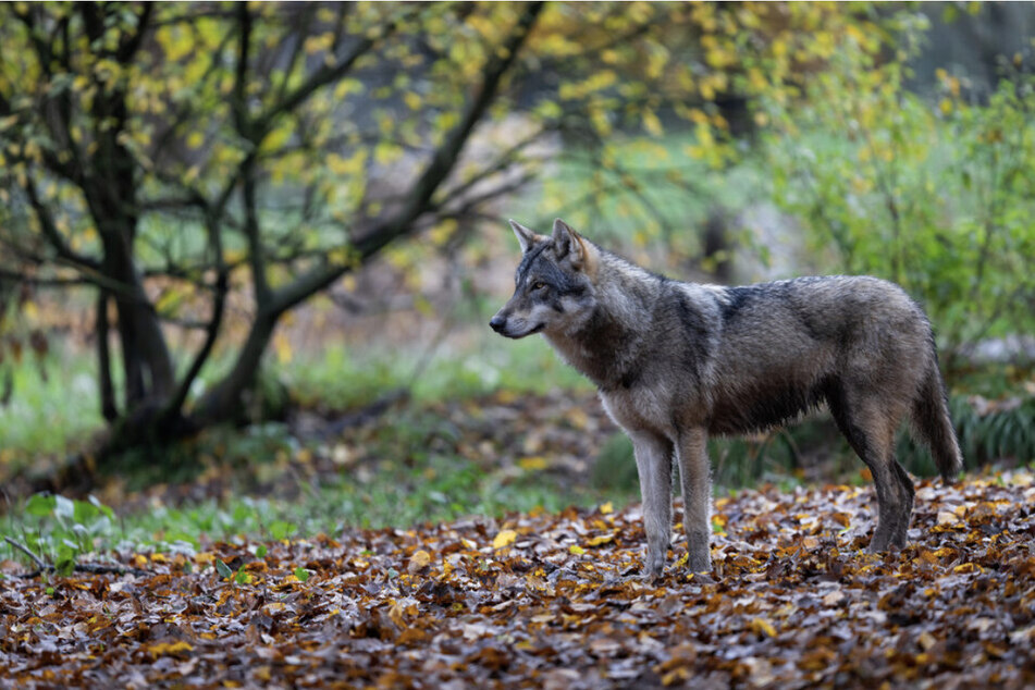 Diskutiert wird nach wie vor, ob auffällige und übergriffige Wölfe in Sachsen geschossen werden dürfen. (Symbolbild)