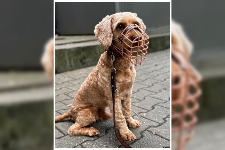 Abseits seiner Beißproblematik ist Henry ein sehr aufgeschlossener und lernfreudiger Hund.