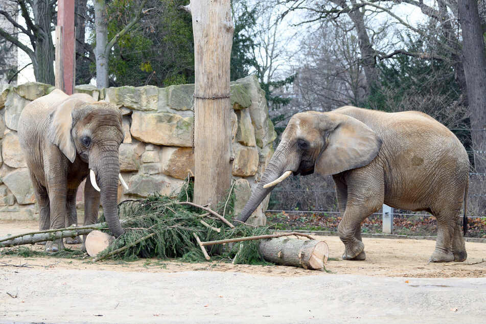 Elefanten stehen im Dresdner Zoo in ihrem Gehege. Ab heute dürfen sie sich endlich wieder auf Besucher freuen!