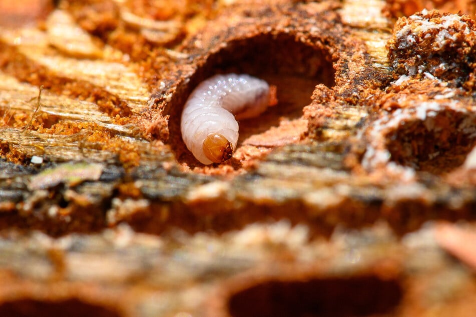 Die Larve eines Borkenkäfers ist an der Unterseite einer Kiefernrinde in einem Fraßgang zu sehen.