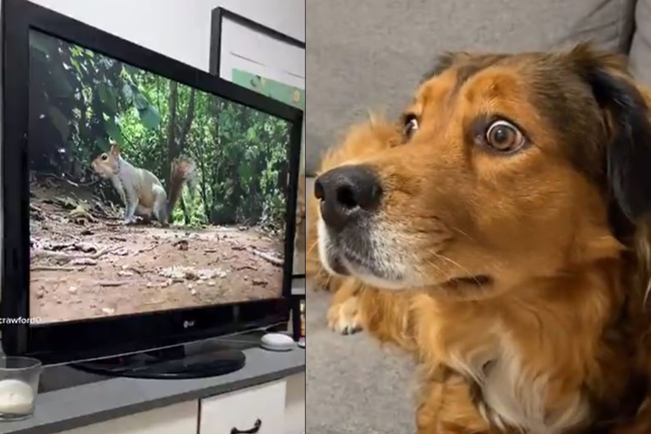 "Was macht das Eichhörnchen bei uns im Zimmer?!" Hunde-Dame Stella scheint entsetzt zu sein.