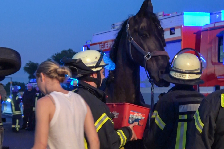 Transporter überschlägt sich auf A2: Eingeklemmtes Pferd von Feuerwehr befreit