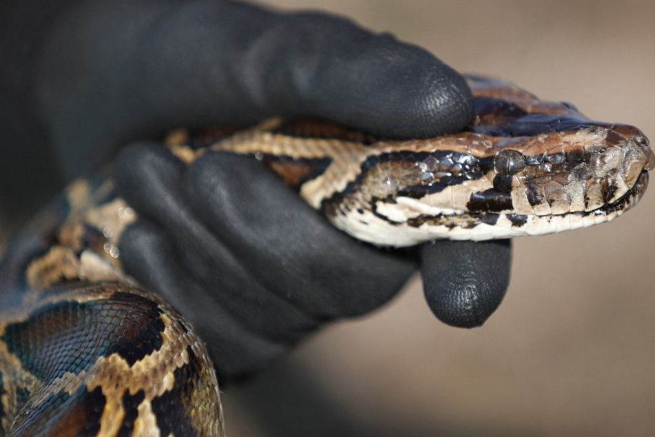A record-breaking Burmese python was found in the Florida Everglades.