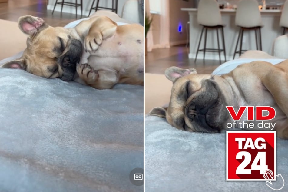 Today's Viral Video of the Day features a pup named Bradie who got caught having the best stretch of his life!