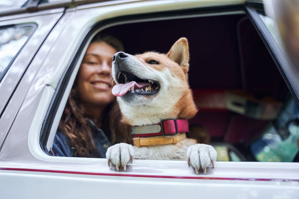 Sitzt man beim Autofahren neben einem Hund, kann ihm das helfen.