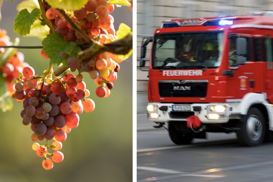 Dresden: Tote Person im Weinberg in Radebeul entdeckt: Feuerwehr übernimmt Bergungseinsatz