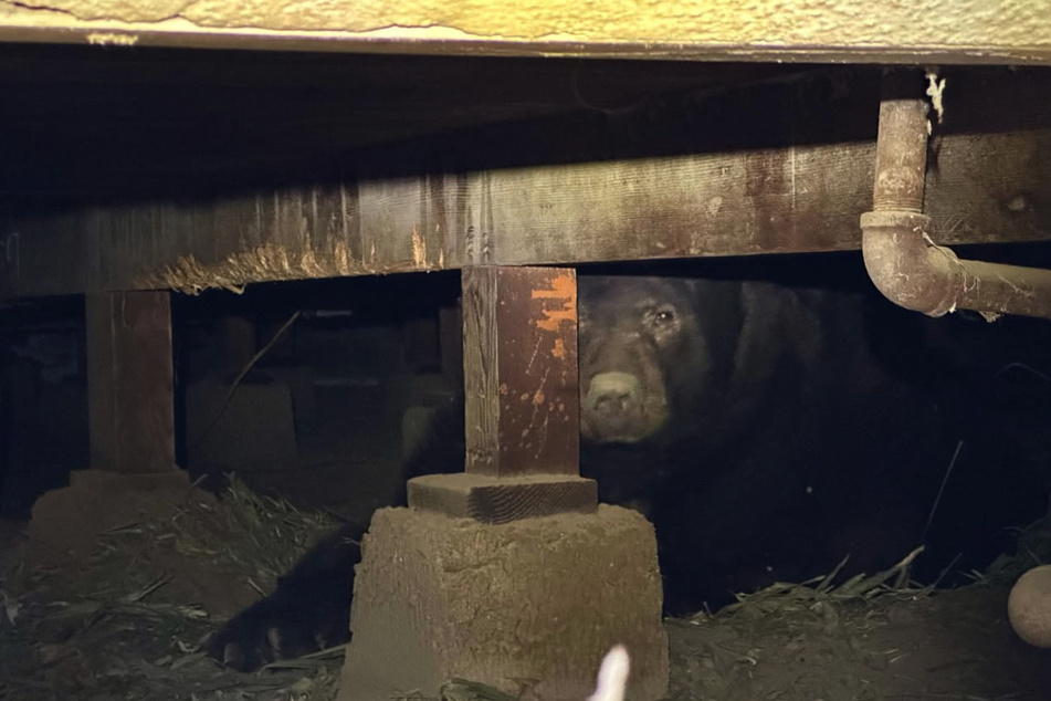 Shelter from the flames: A bear has found refuge under a house in Los Angeles.