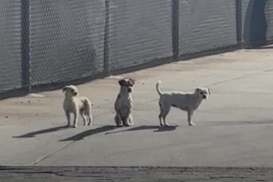 Die drei Hunde wurden gemeinsam ausgesetzt.