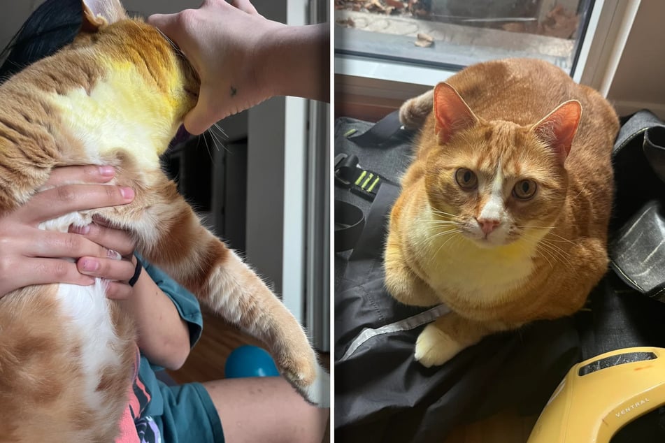Žena se zděsí, když její dvě kočky ráno náhle zežloutnou: Co se stalo?