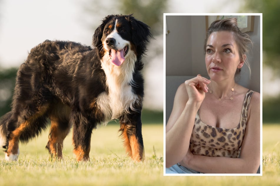 Schock für Nina Bott: Fremder Berner Sennenhund springt auf ihren kleinen Sohn
