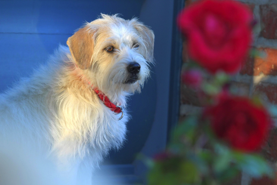 Betty ist der Serienhund bei "Rote Rosen" und gehört Johanna.