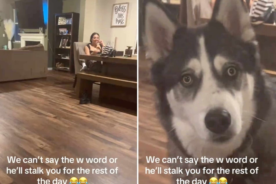 A cute Husky dog has made millions of viewers laugh with his silly antics!