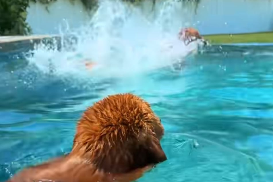 Ab ins Wasser: Die Golden Retriever genießen das Geplansche.