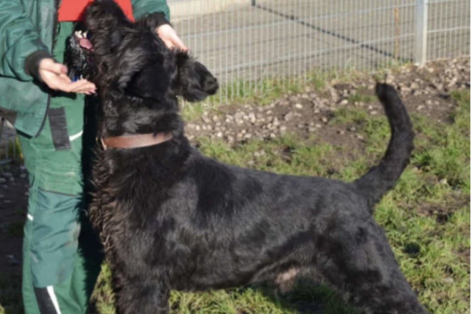 Einmal aufgetaut, wird Hank zum Charmeur.