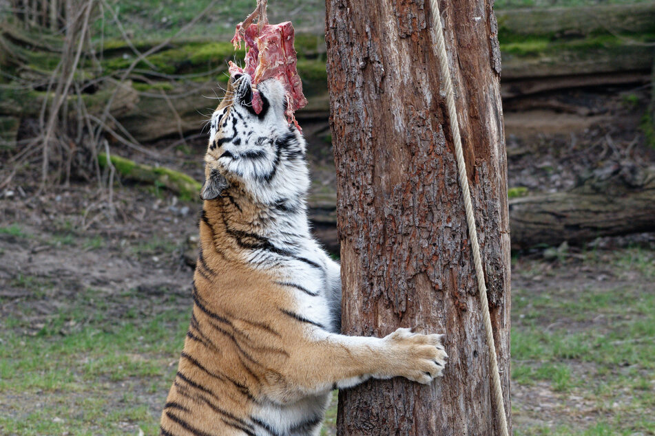 Fleisch ist ihr Gemüse: Das neue Tiger-Weibchen hat am Donnerstag bei der Vorstellung im Zoo Köln gleich gezeigt, welche Kost sie am liebsten mag.