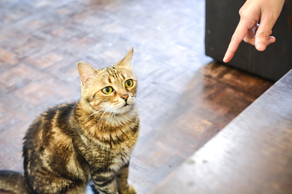 Konzentriert sich eine Katze auf den Finger, ist das eine gute Basis für effektives Training.