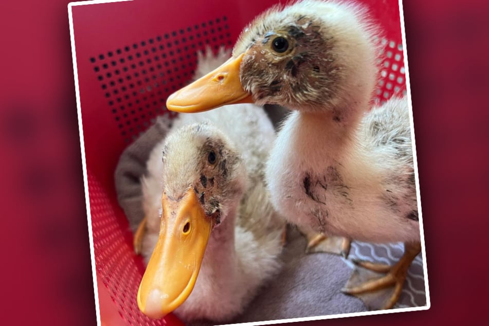 Die jungen Laufenten haben im Bergheimer Tierheim nun erst einmal Zeit, in Ruhe "groß und stark" zu werden.