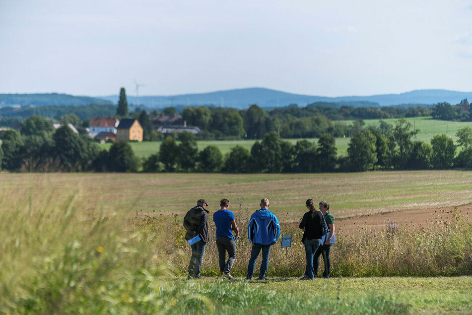 Blühende Grünstreifen an Feldern sind nicht nur wichtig für Insekten. Auch Wildtiere wie der Hase verstecken sich darin.