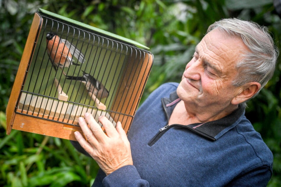 Eckhardt Frömel (76), Vorsitzender vom 1. Vogelzüchter- und Vogelliebhaber Verein Chemnitz, zeigt seine beiden Nordischen Gimpel.