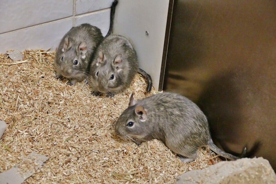 Drei Degu-Damen hoffen auf ein gemeinsames, neues Zuhause.