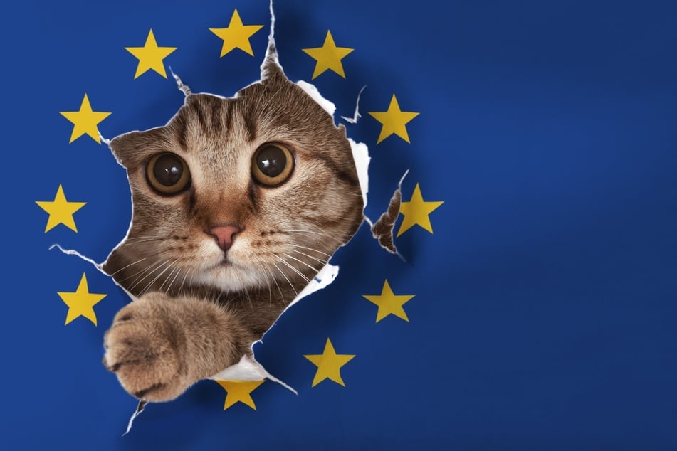 Während der Tierschutz EU-weit geregelt ist, herrschen verschiedene Regeln zum Online-Tierhandel in den verschiedenen Ländern. Aufgrund der unterschiedlich aufwendigen und teuren Maßnahmen kommt es oft zum Handel zwischen EU-Ländern - und das nicht immer legal.