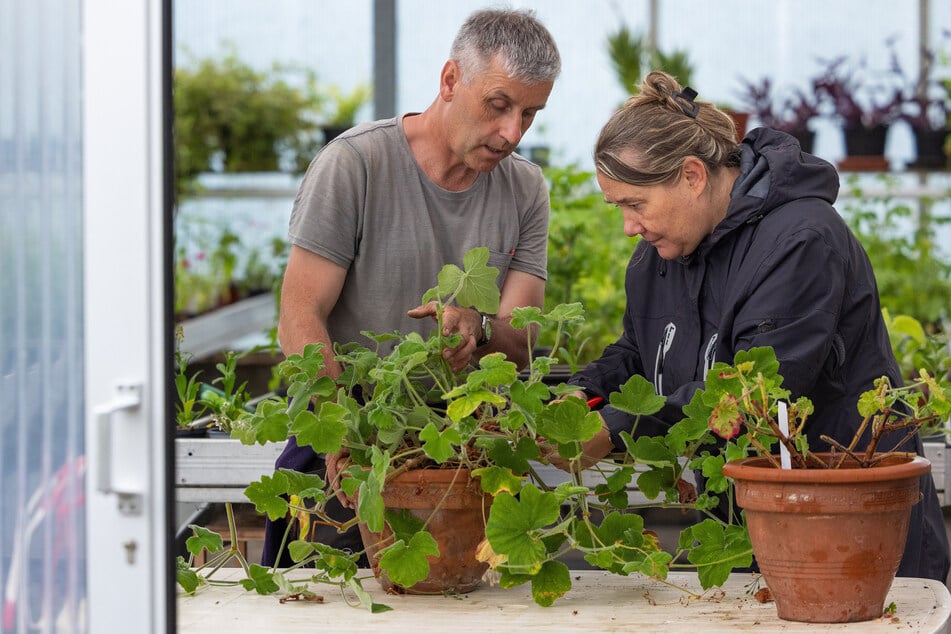 Gartenmeister Marcel Soblik zeigt Teilnehmerin Selda Arslantekin in einem Workshop den richtigen Schnitt an einer Duftpelargonie.