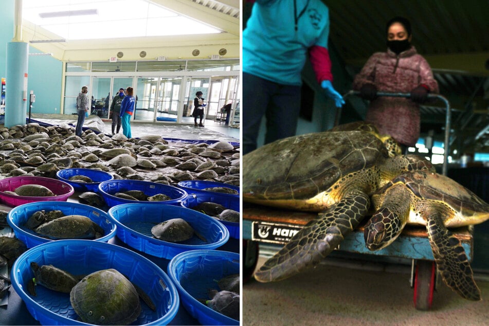 Tausende Schildkröten von Kältestarre bedroht: Tierhelfer starten große Rettungsaktion