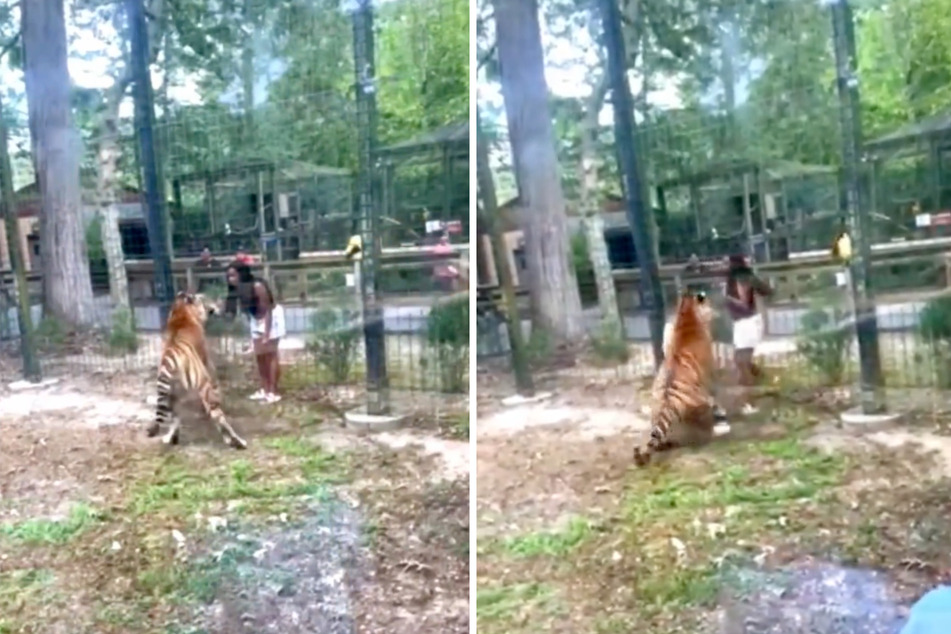 Die waghalsige Aktion einer Frau, die ihre Hand in ein Tiger-Gehege in New Jersey (USA) steckte, ging noch einmal glimpflich aus.