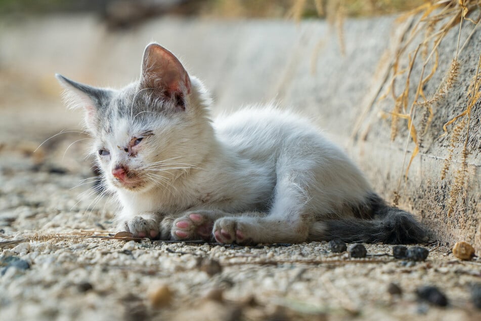 In Deutschland leben schätzungsweise rund 2 Millionen Katzen auf der Straße.