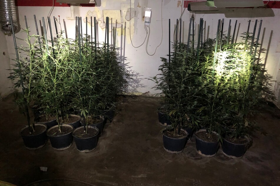In einem Anbau wuchsen etwa 200 Marihuana-Pflanzen.
