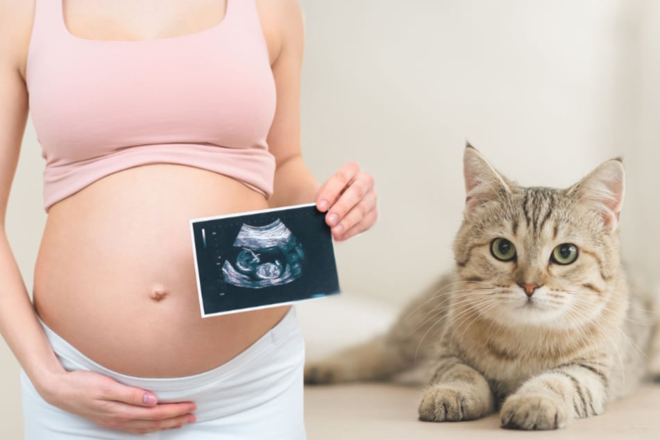 Skurriler Verdacht: Mann gibt Katze Schuld für Schwangerschaft seiner Frau