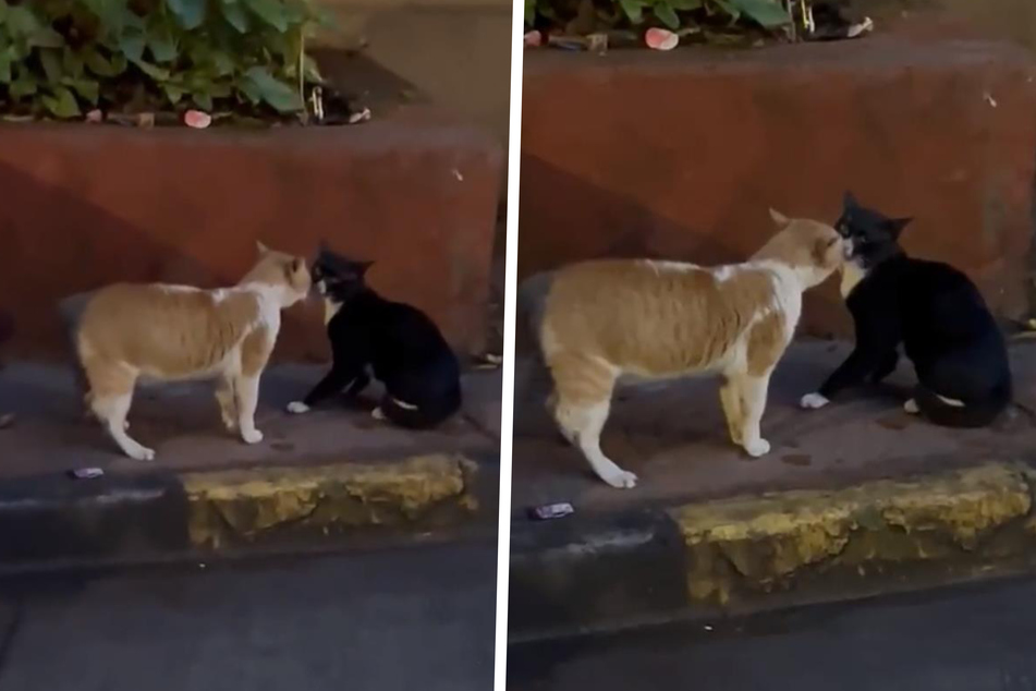 Was die beiden Katzen wohl zu besprechen hatten?