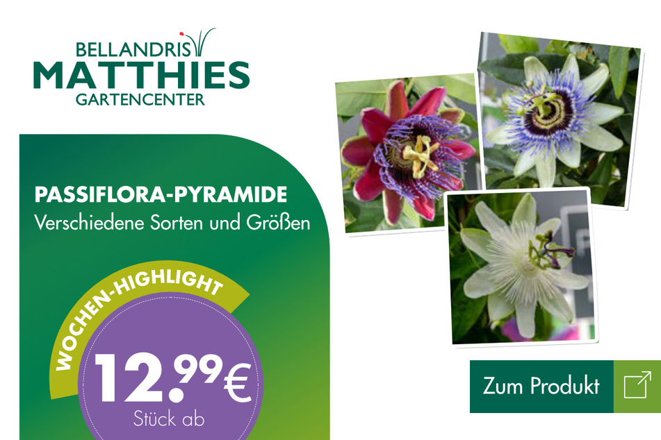 Passiflora-Pyramide für 12,99 Euro