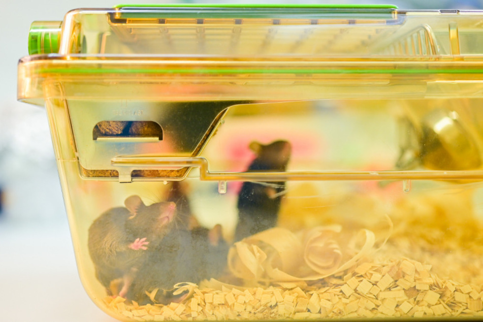 Dutzende Mäuse und Ratten konnten gerettet werden. (Symbolbild)