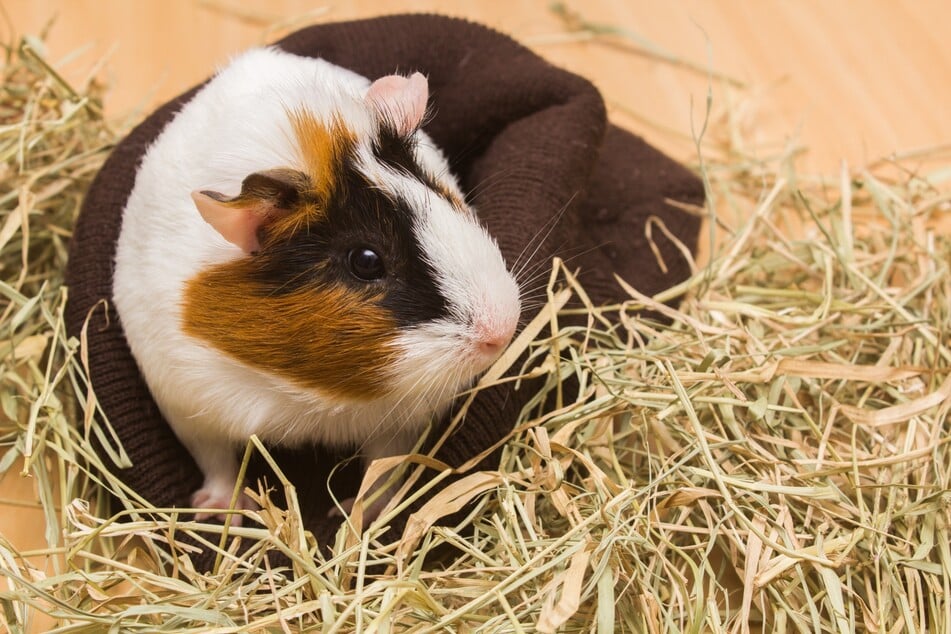 Eine kleine Decke hilft dem Meerschwein, sich aufzuwärmen.