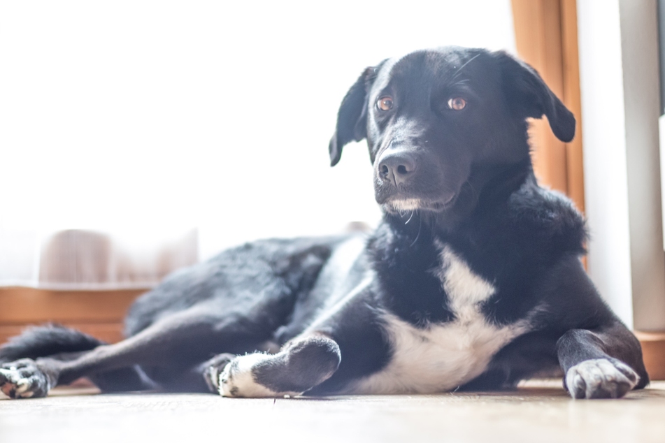 Wenn Hunde nicht spielen möchten, sollte der Mensch umdenken.