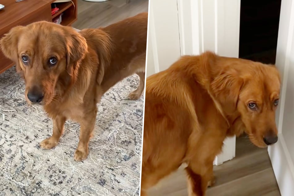 Golden Retriever sieht Besitzer regelmäßig vorwurfsvoll an: Grund geht so vielen ans Herz