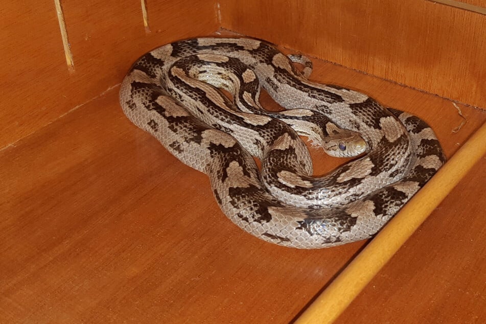 Dieser Eindringling kroch in die Erdgeschosswohnung der Frau.