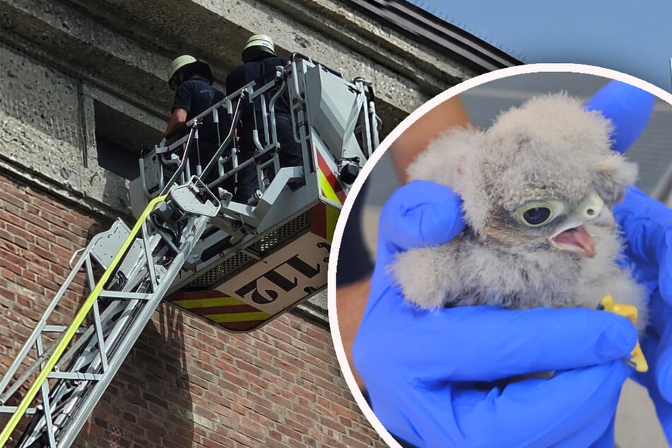 München: Flauschiges Küken in Not: Feuerwehr "fliegt" Turmfalken zurück ins Nest