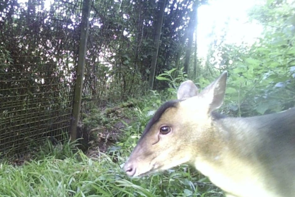 The Bristol Zoo Project still does not know what kind of animal the unknown creature is.