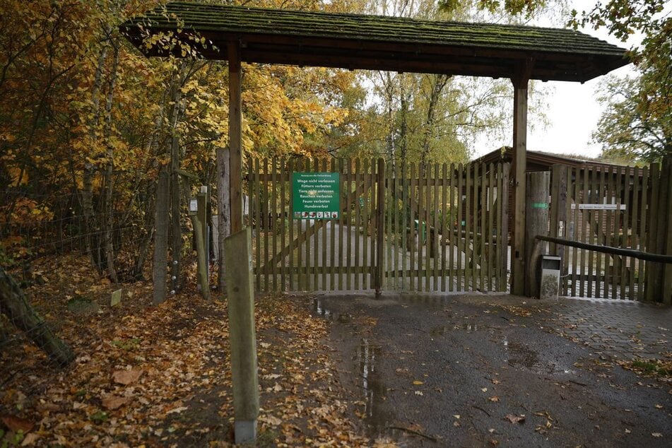 Nach der Wolfsattacke in einem Wildpark in Brandenburg ist der Schock in der Region groß.