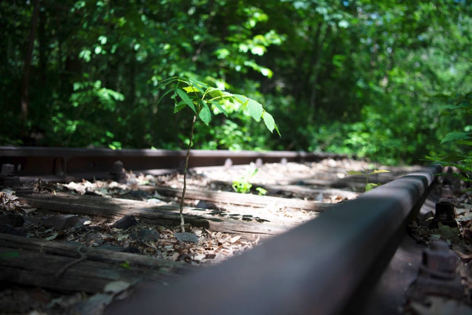 Bevor die "Potsdamer Stammbahn" wieder in Betrieb genommen werden kann, ist eine gründliche Untersuchung des Untergrunds erforderlich.