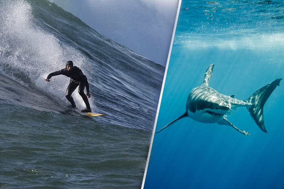 One surfer almost had a run-in with a shark - but was saved by some dolphins and a plane overhead (stock images).