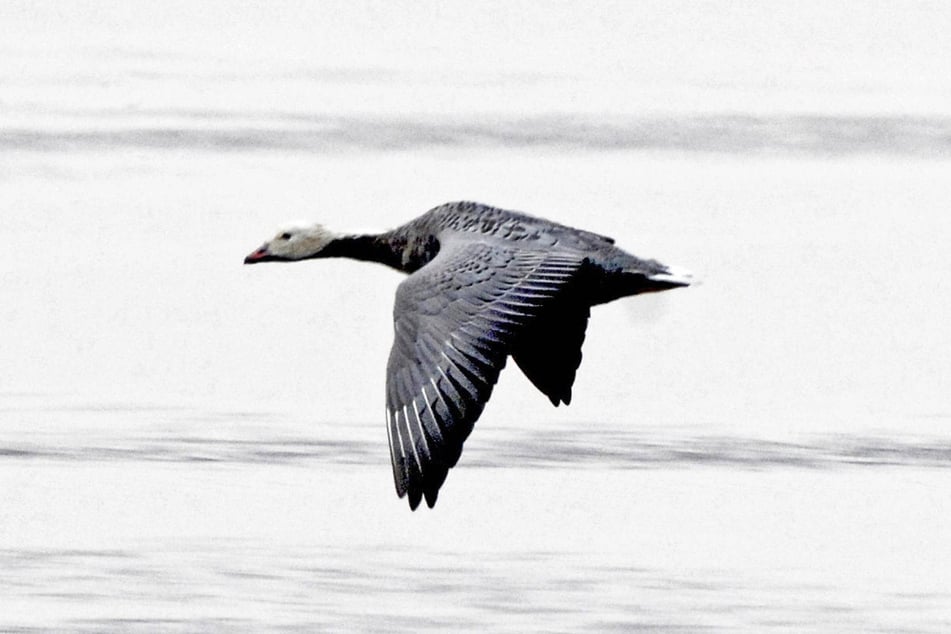 An Emperor goose flies through the Izembek National Wildlife Refuge in Alaska.
