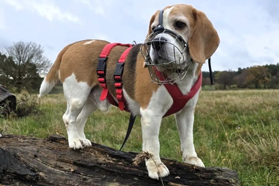 Beagle Rico sucht ein neues Zuhause mit klaren Regeln.