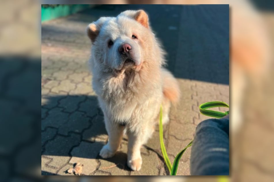 Chow Chows sind dickköpfige Hunde, die ihre Ruhe brauchen.